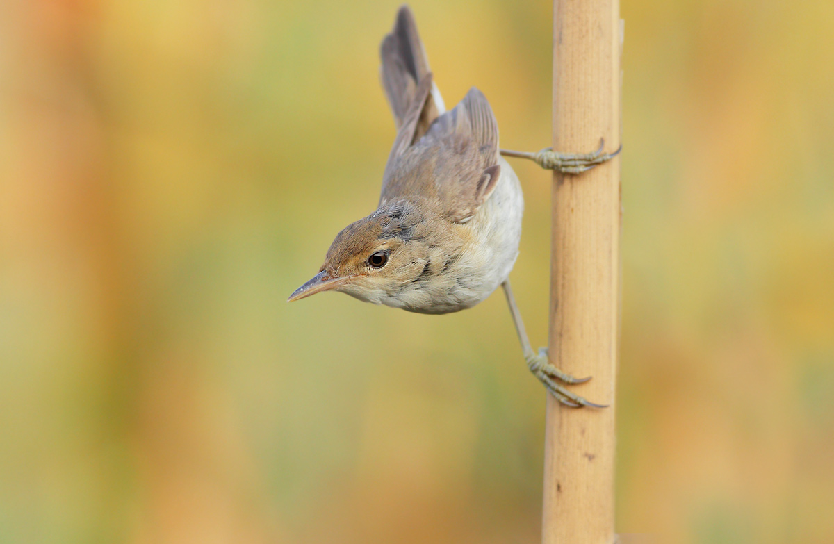 Young Warbler