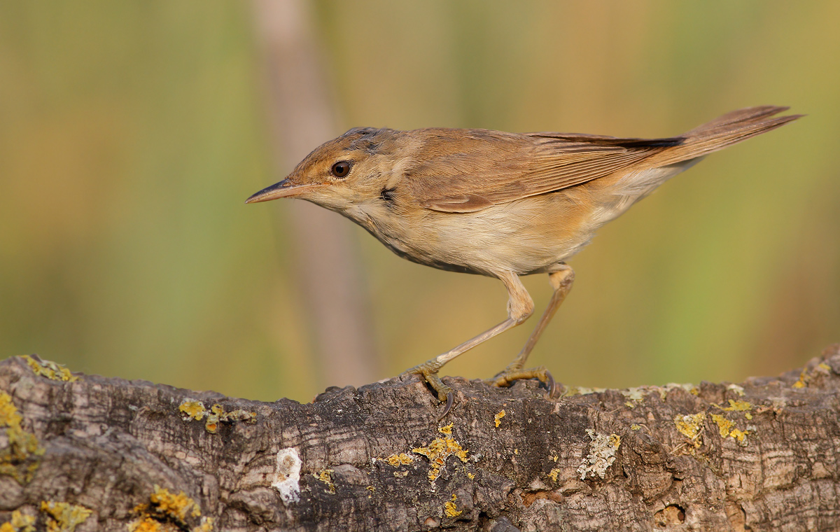 Young Warbler