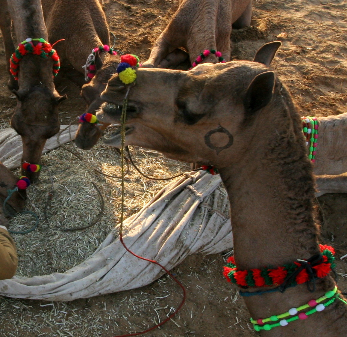 Pushkar Faire