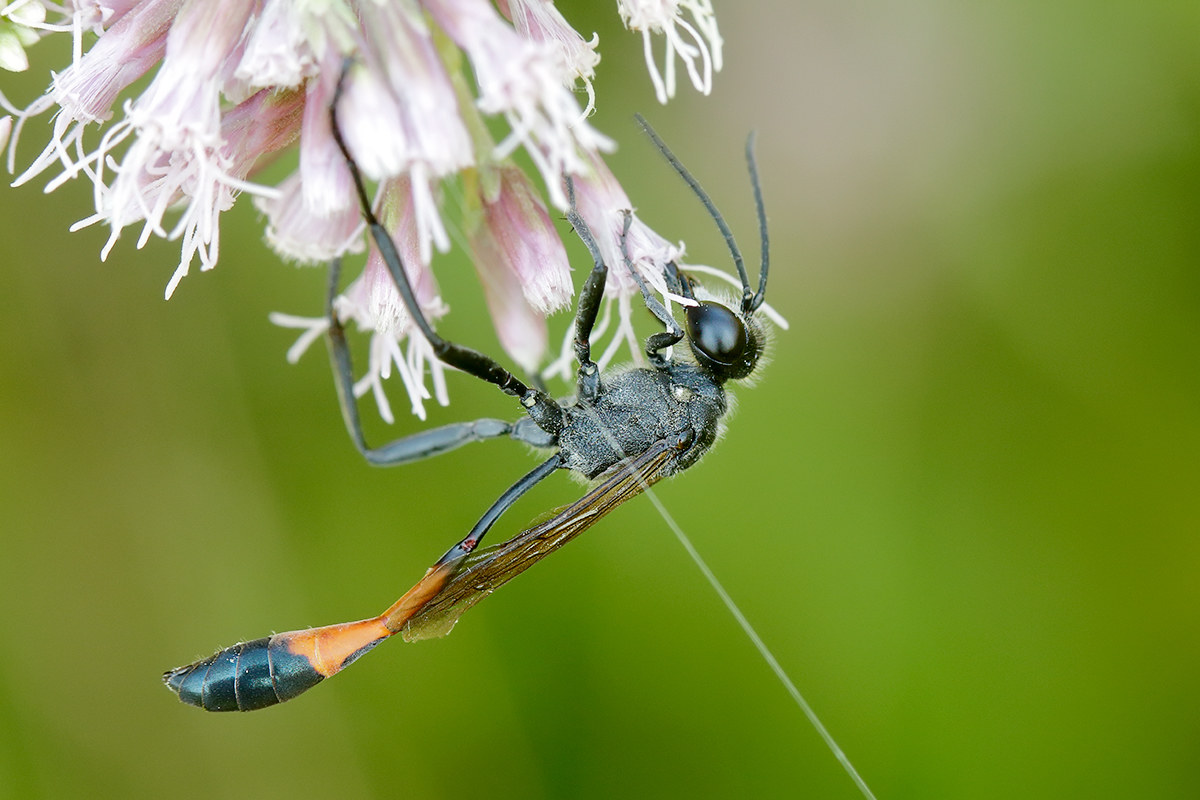 Ammophila sabulosa