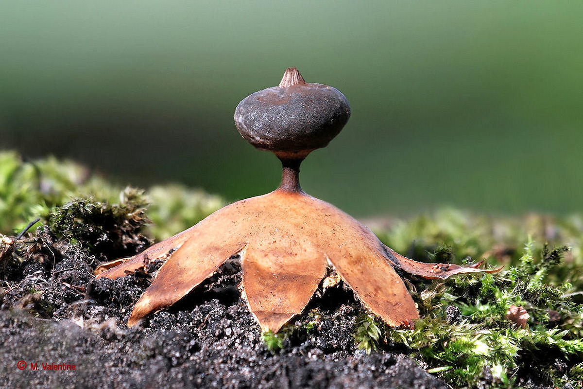 Beaked Earthstar - Geastrum pectinatum