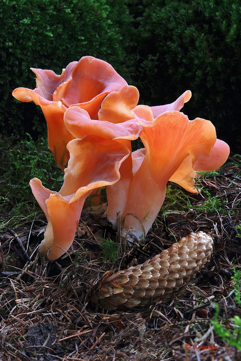 Salmon Salad - Guepinia helvelloides