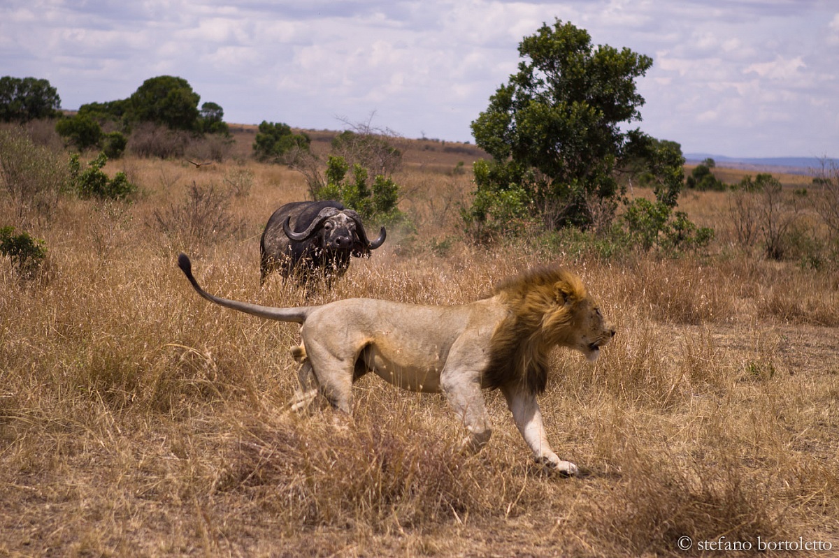 Anche Simba scappa via 2