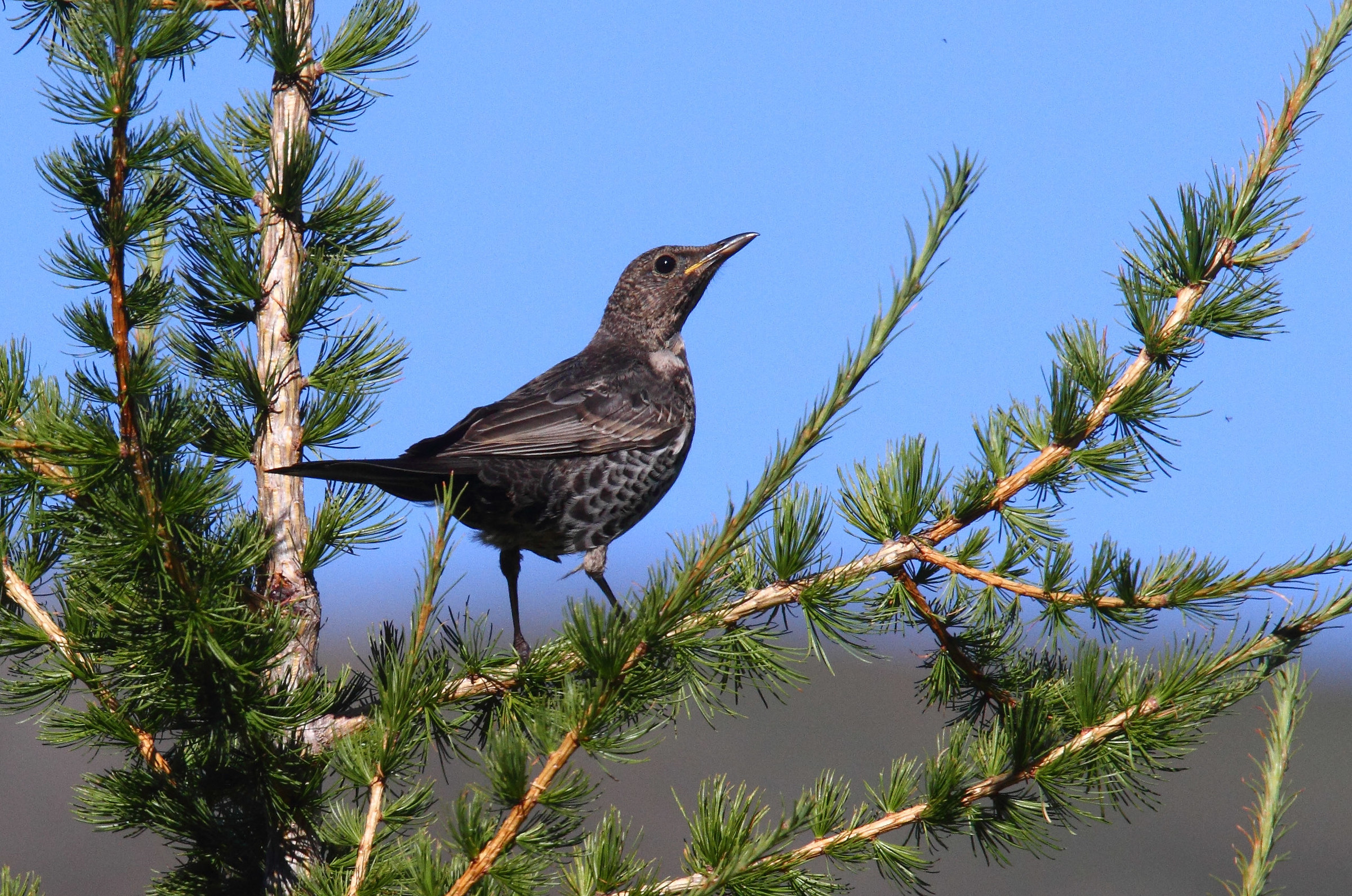 Ouzel