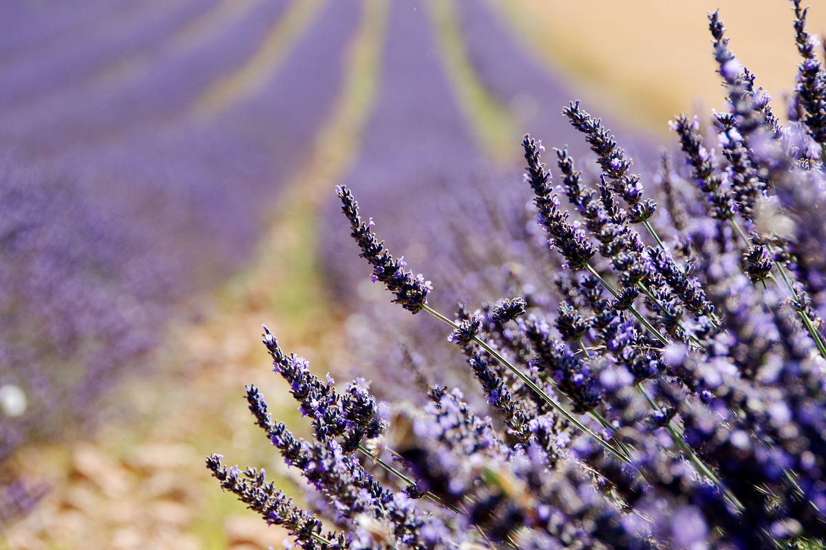 Ricordi dalla Provenza