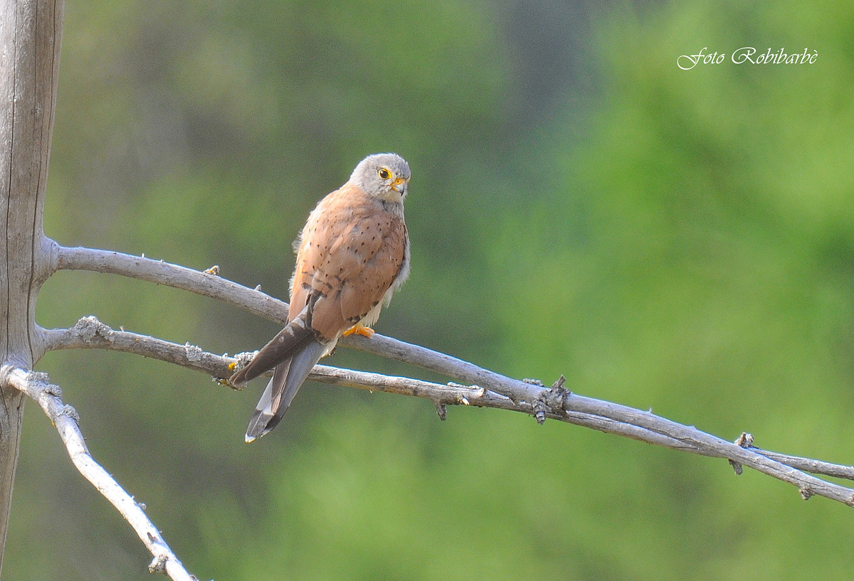 Giovane gheppio maschio...