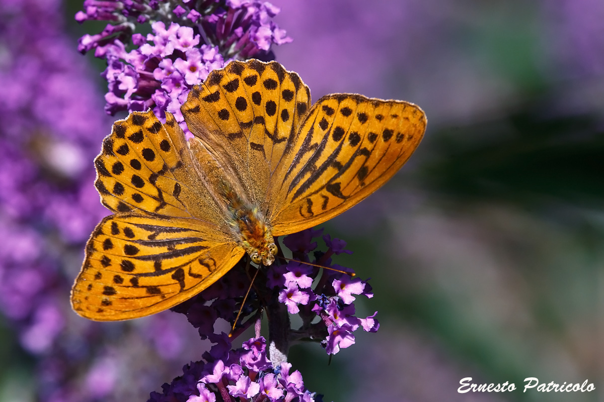 Argynnis paphia