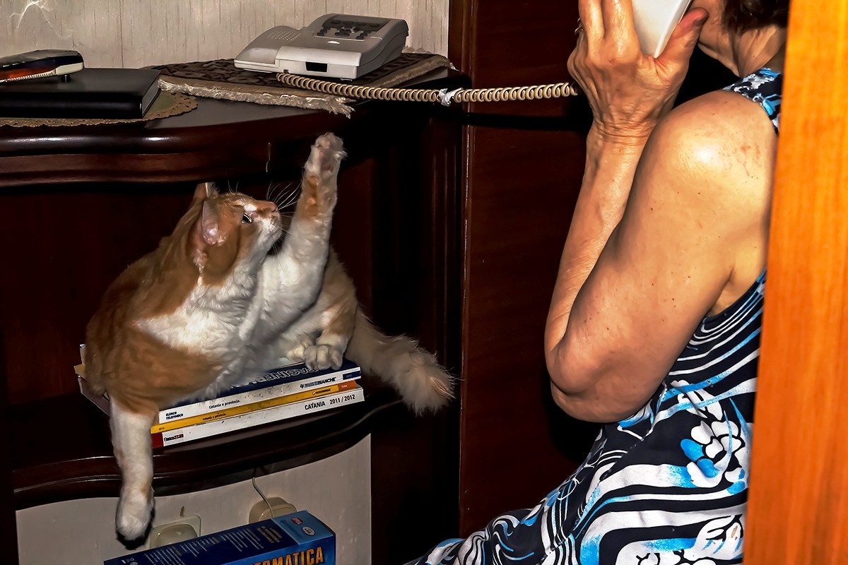 Cat in Moses: The help telephonist