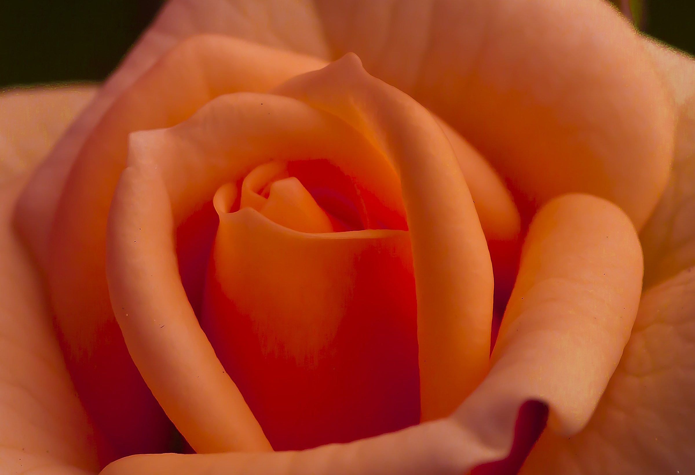 Nel cuore della rosa