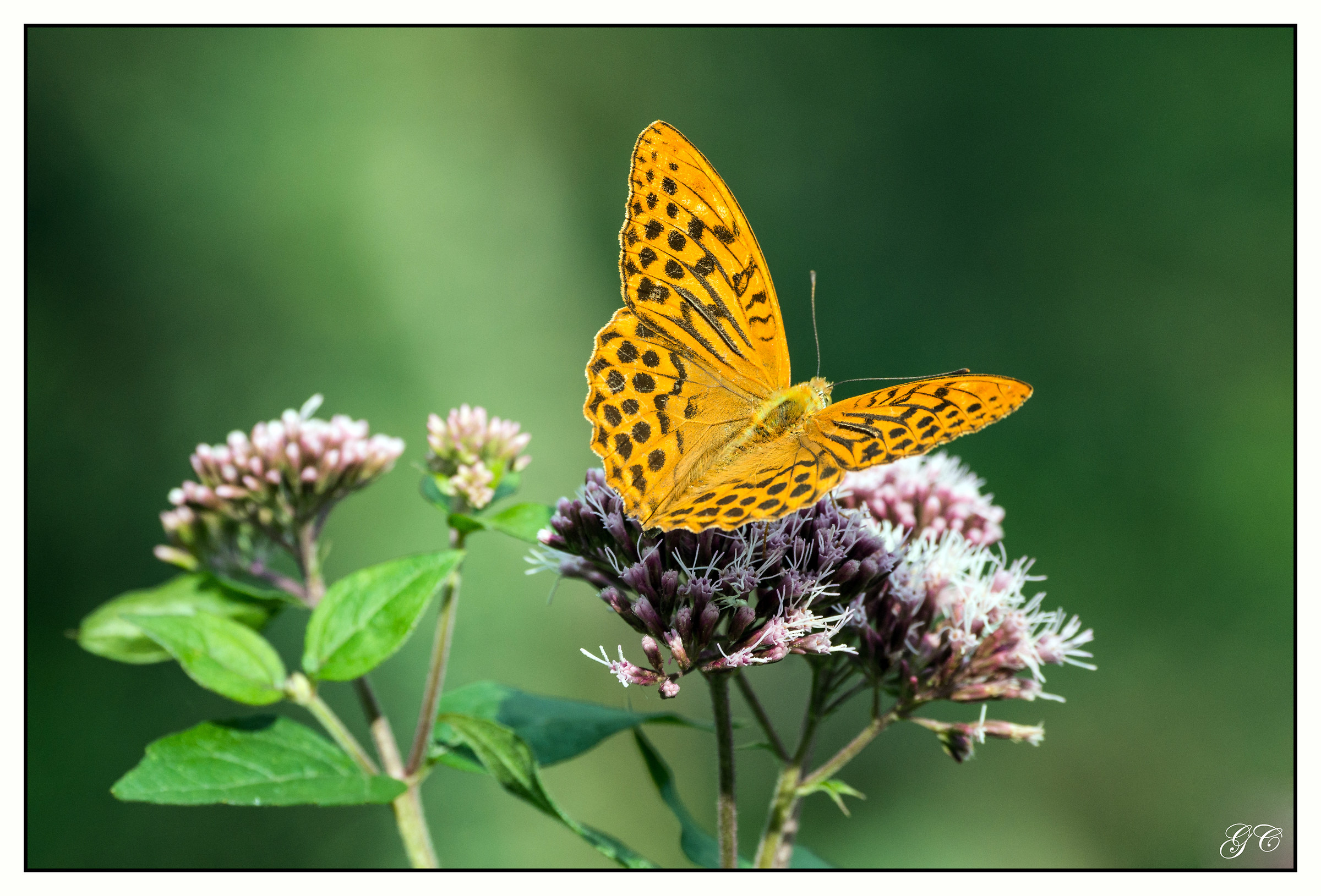 Argynnis paphia