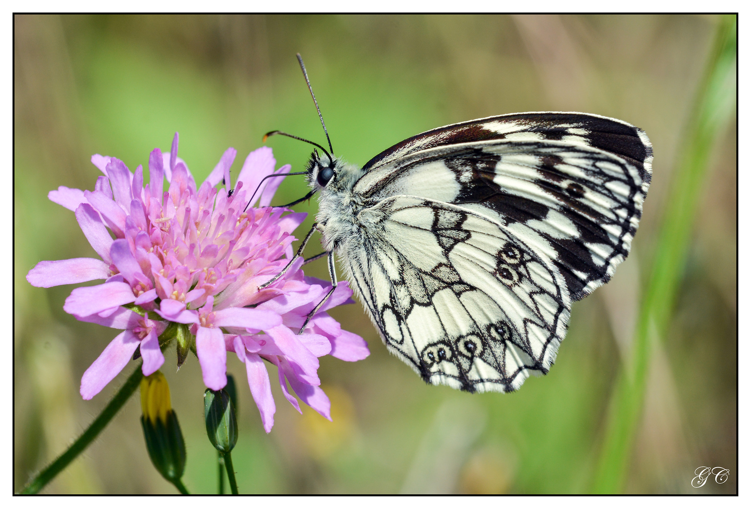 Melanargia galathea