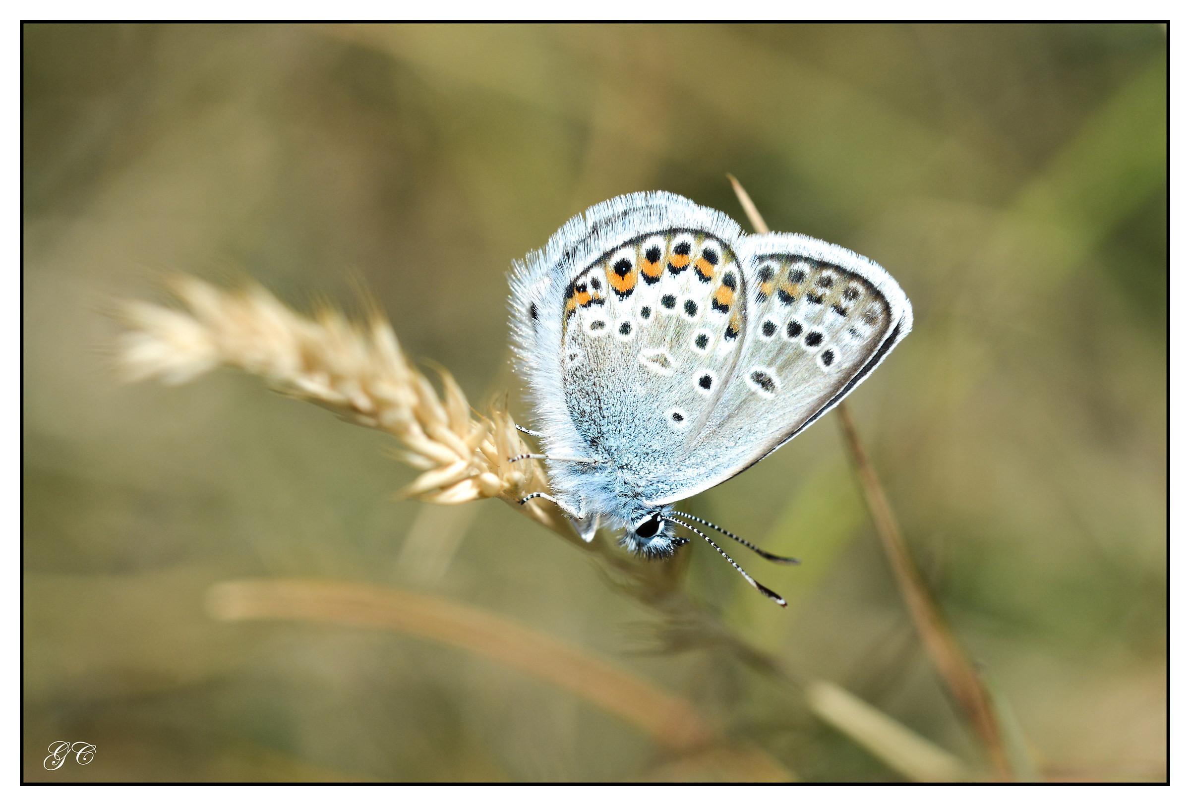 Polyommatus thersites