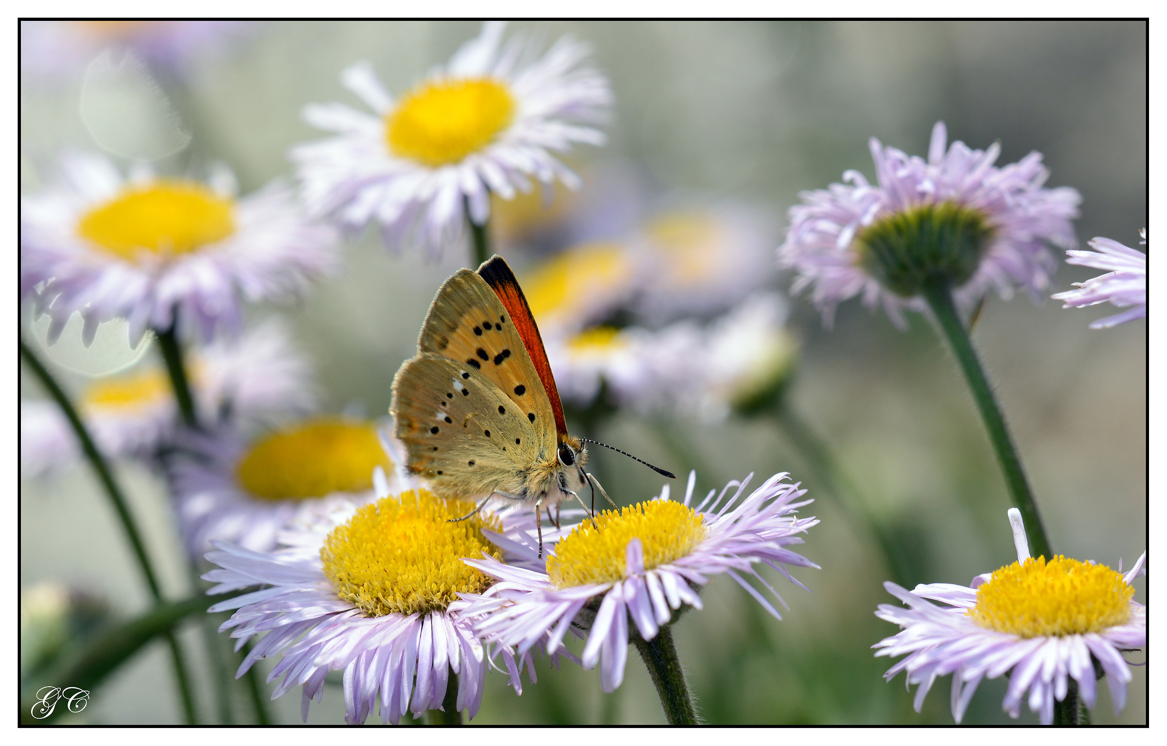 Lycaena virgaureae