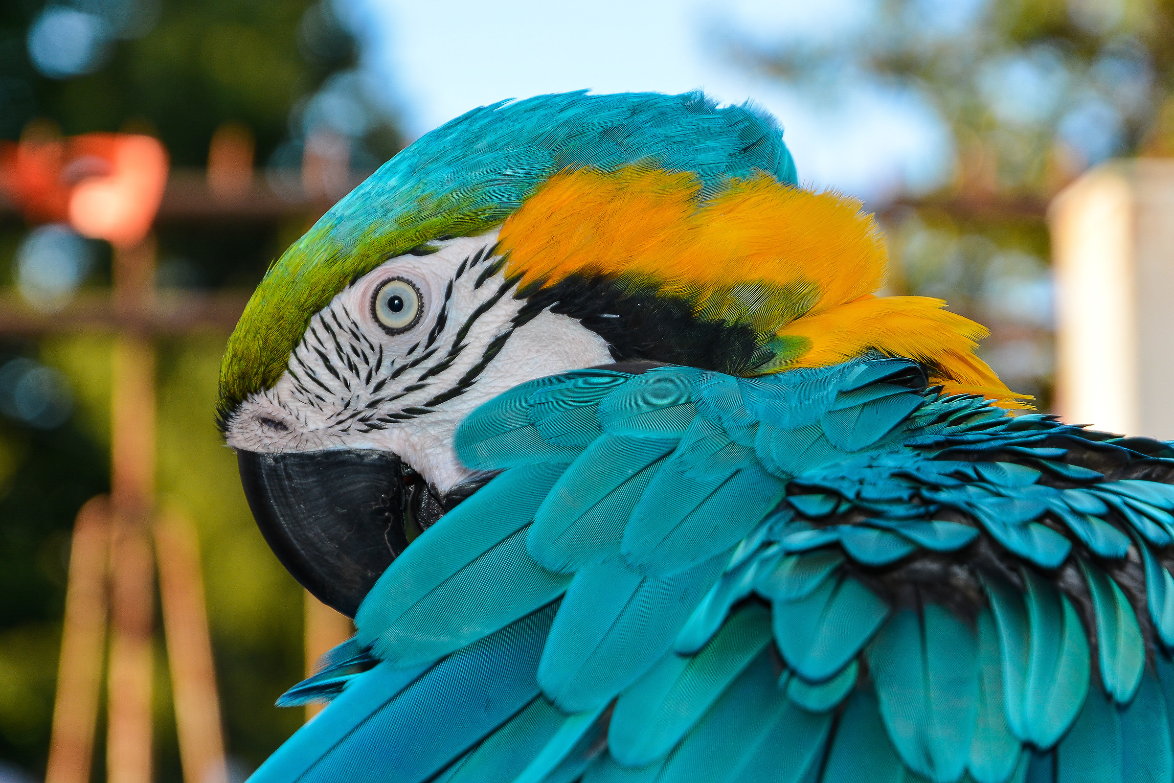 Gaetano likeable Ara ..