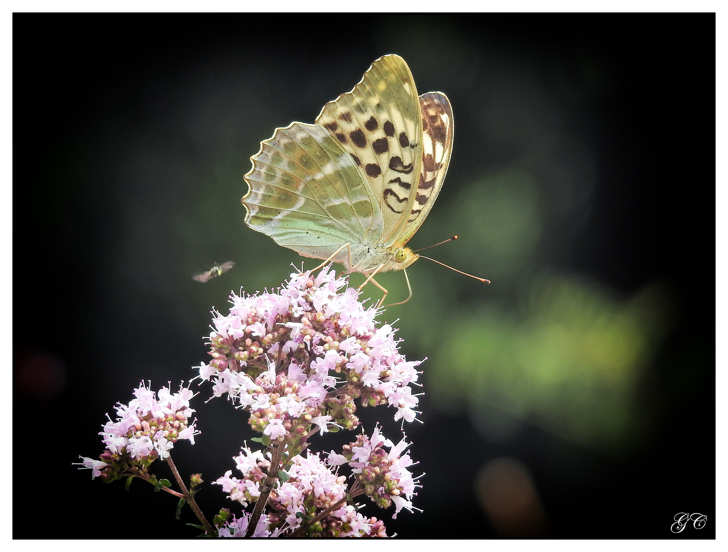 Argynnis paphia