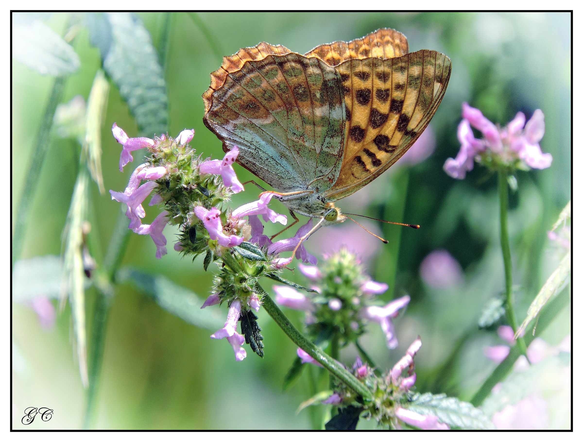Argynnis paphia