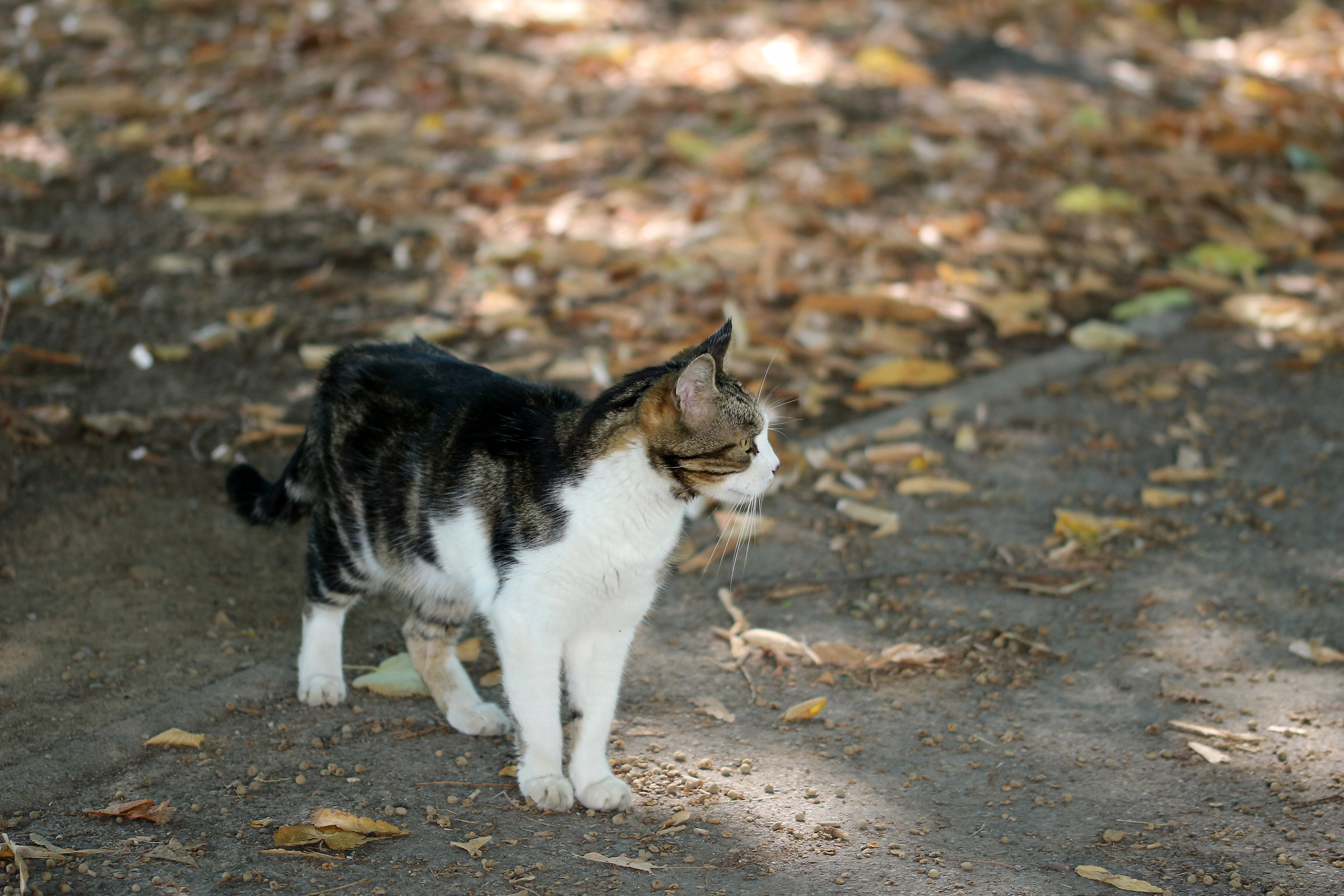 I think I saw something :)