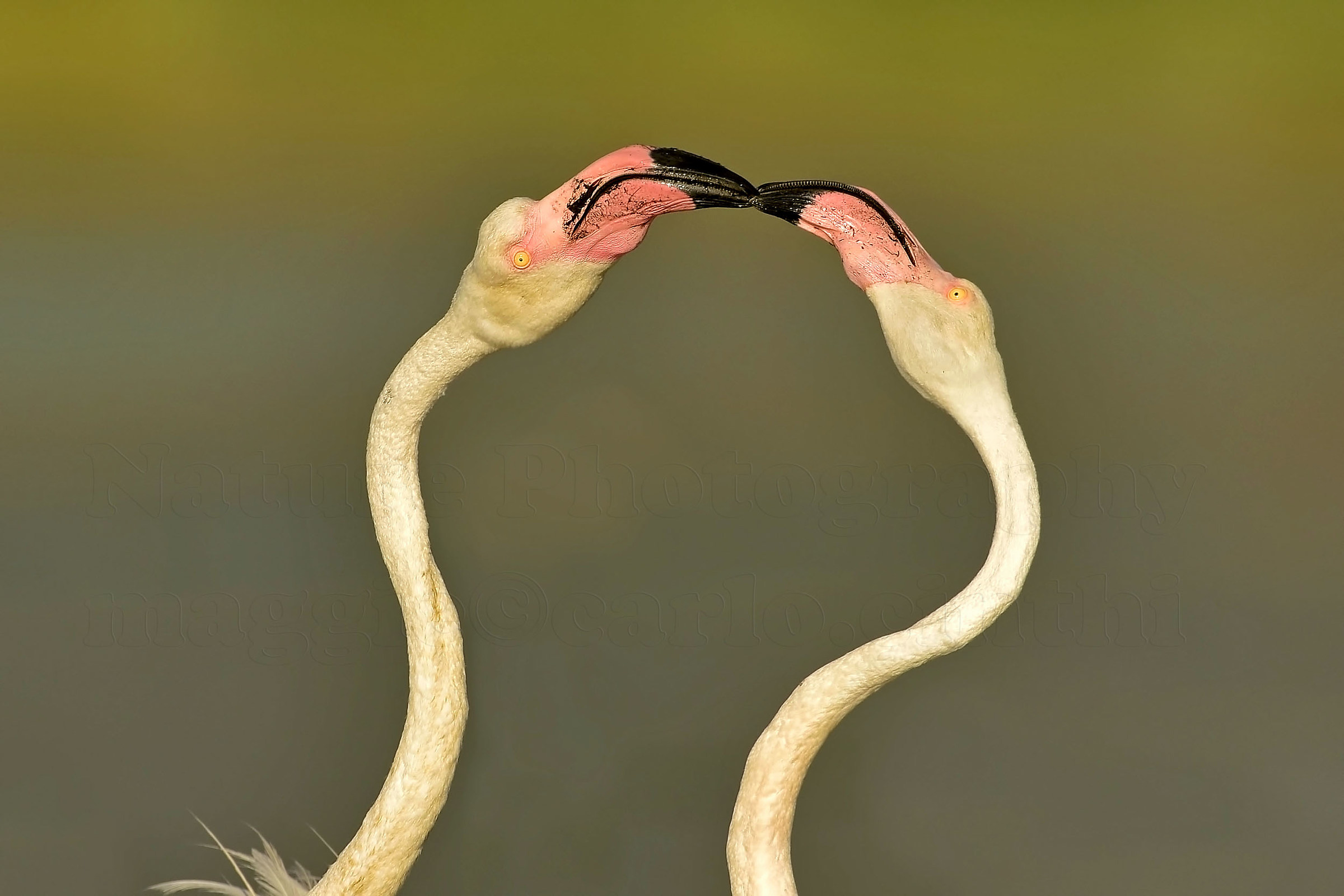 Flamingos - bickering ....