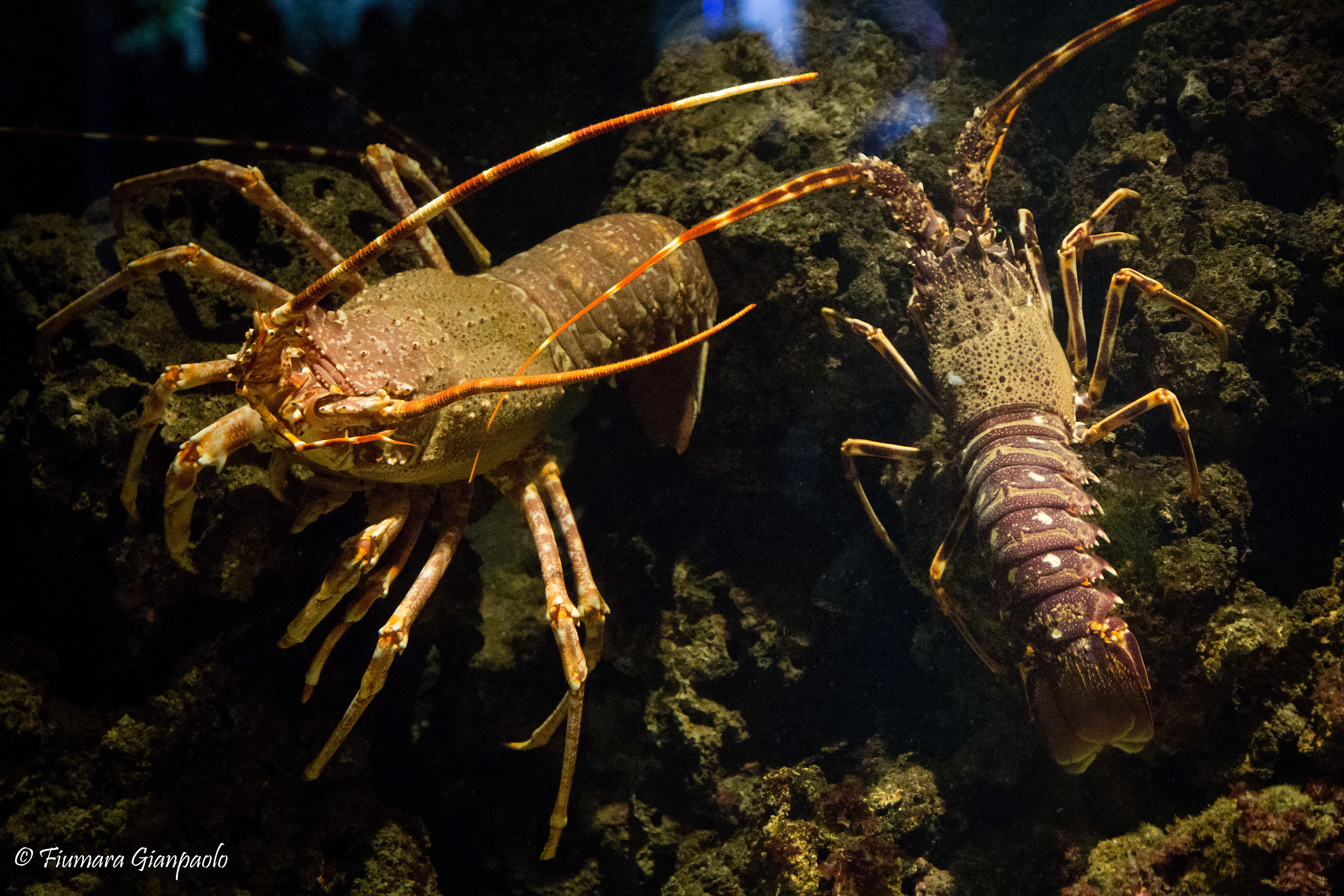 non solo linguine...