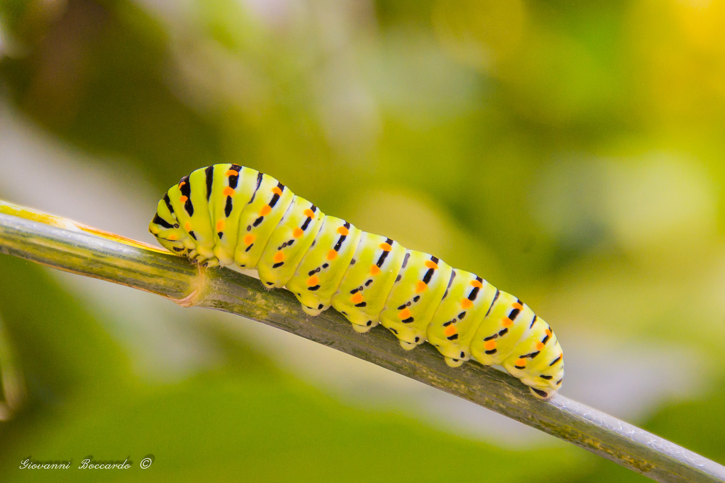 Papilio Machaon