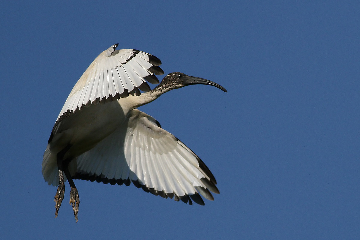 sacred ibis