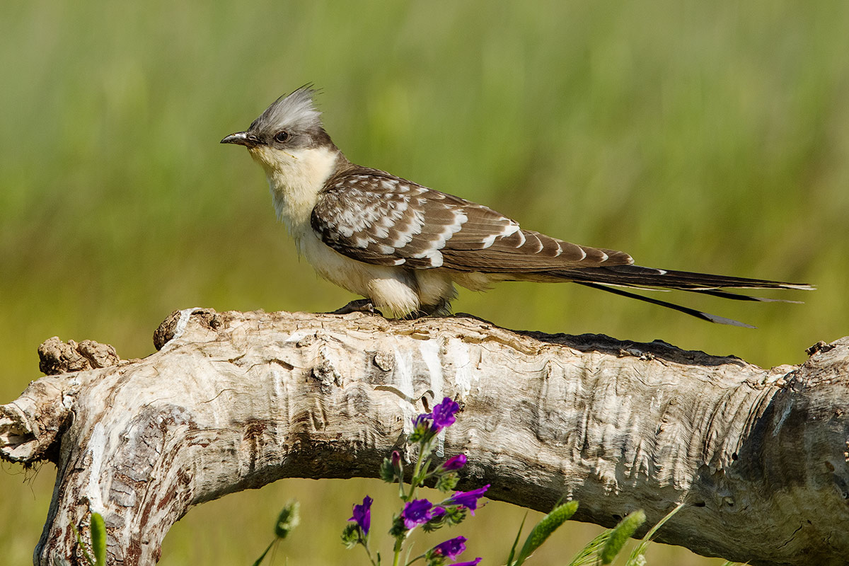 crested cuckoo