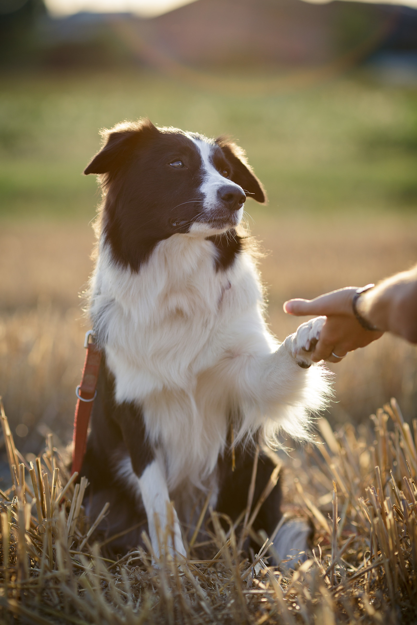 Posso avere quella pallina ora?