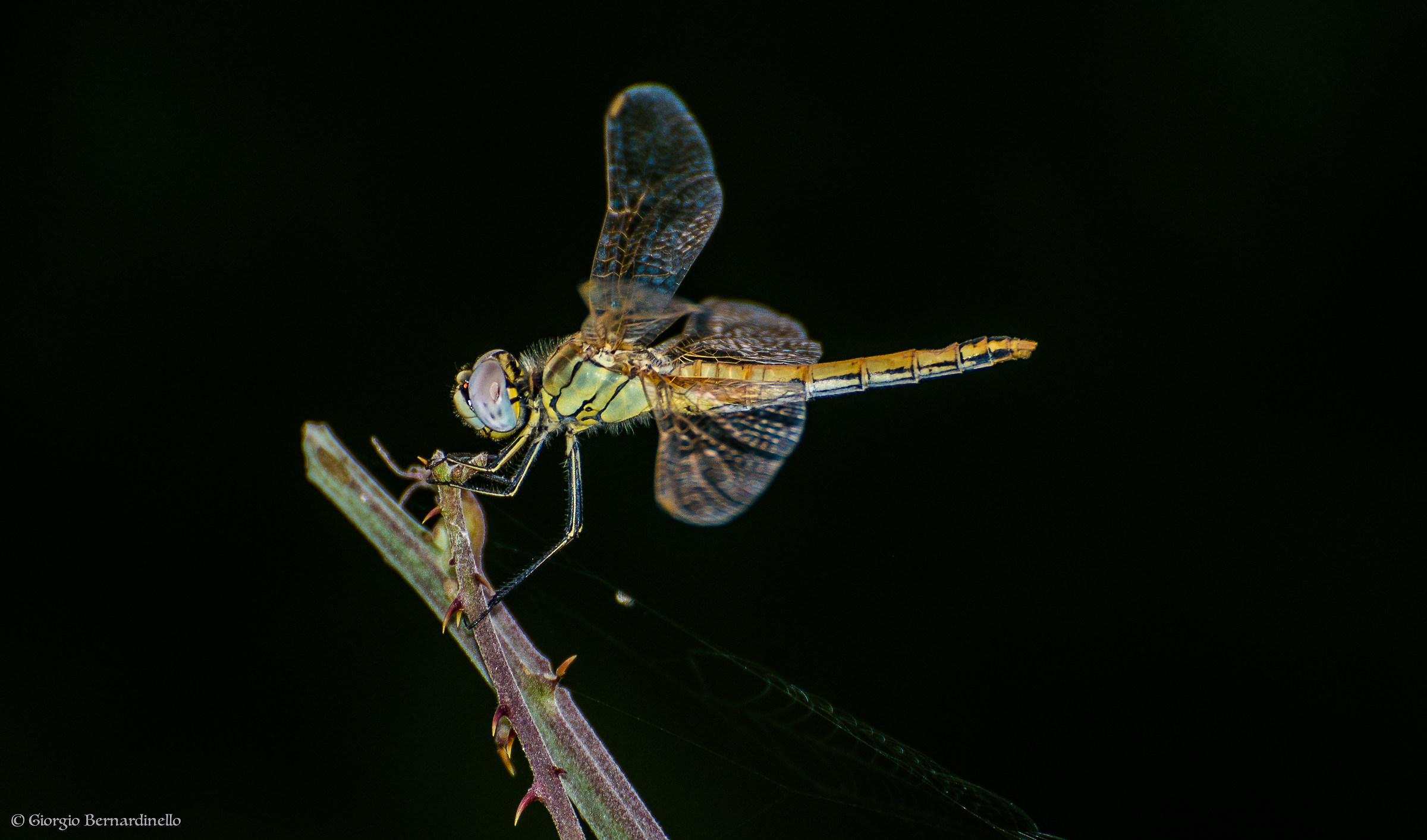 Dragonfly 2