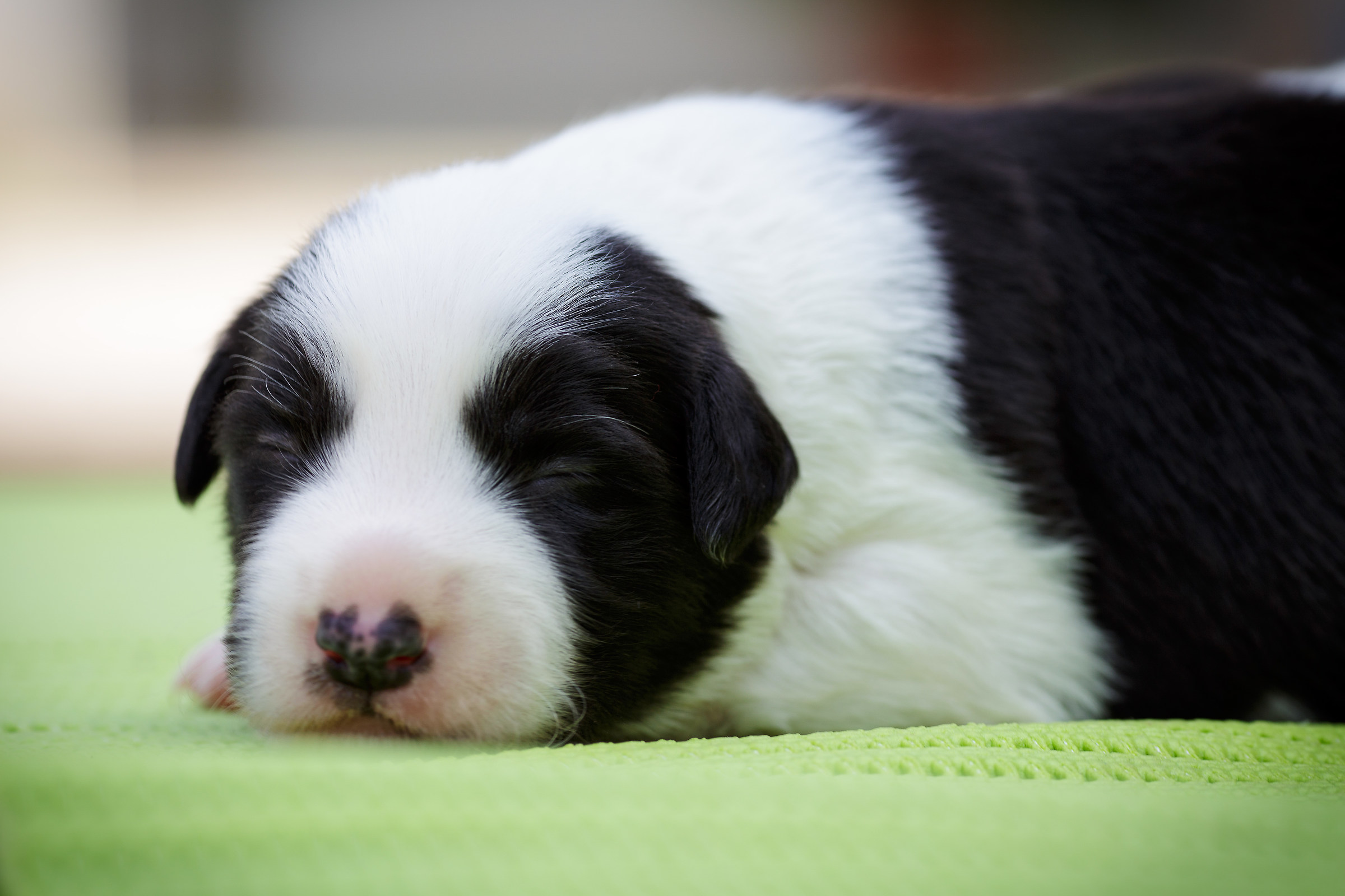 Una settimana di vita