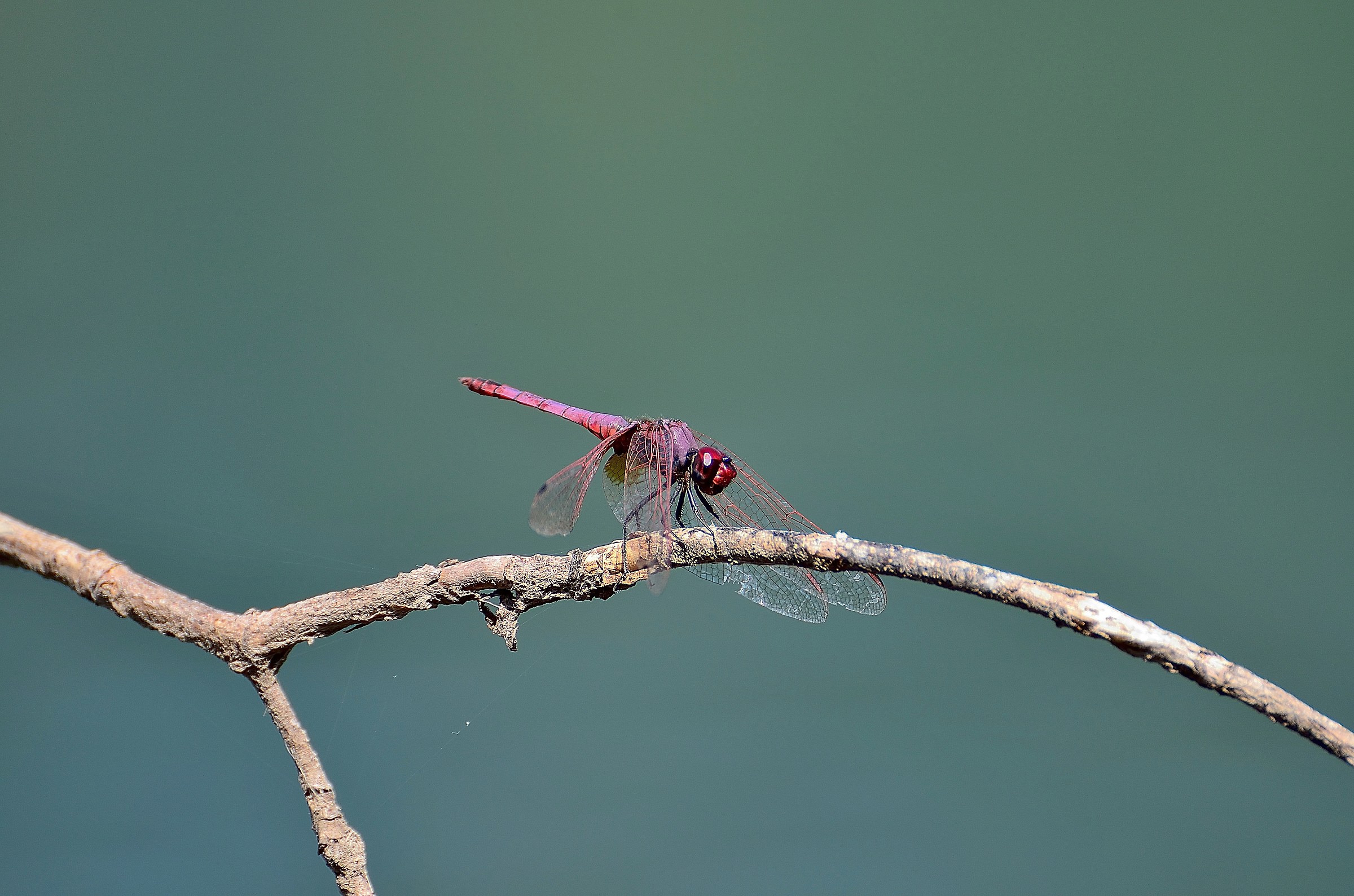 Dragonfly