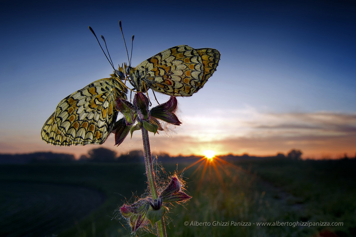 Dawn on butterflies