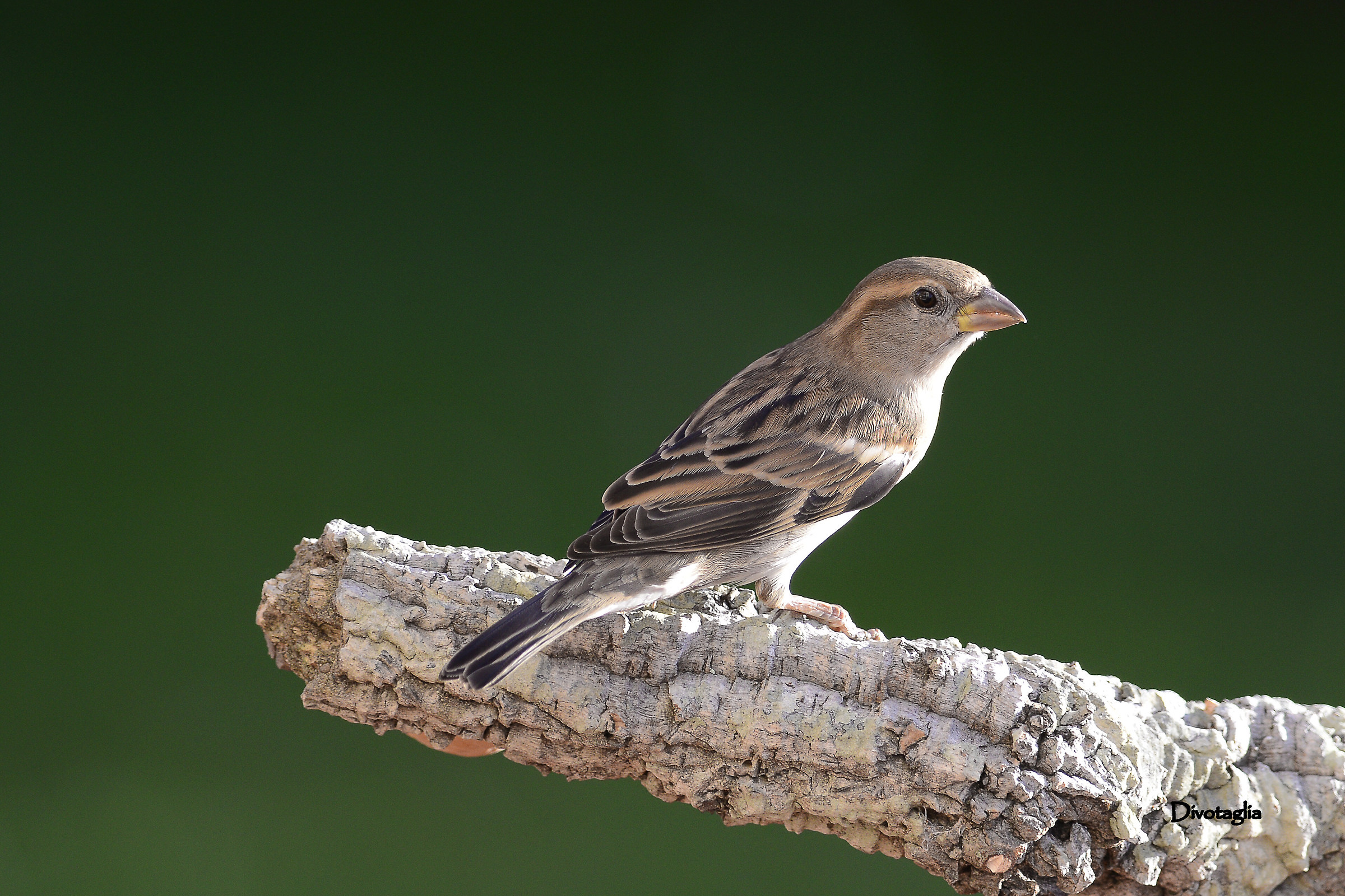 Male sparrow of Italy
