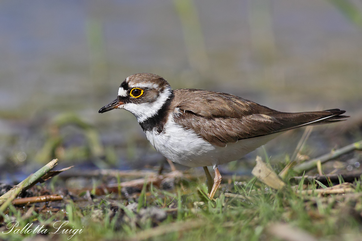 Little Ringed Plover (Charadrius dubius)