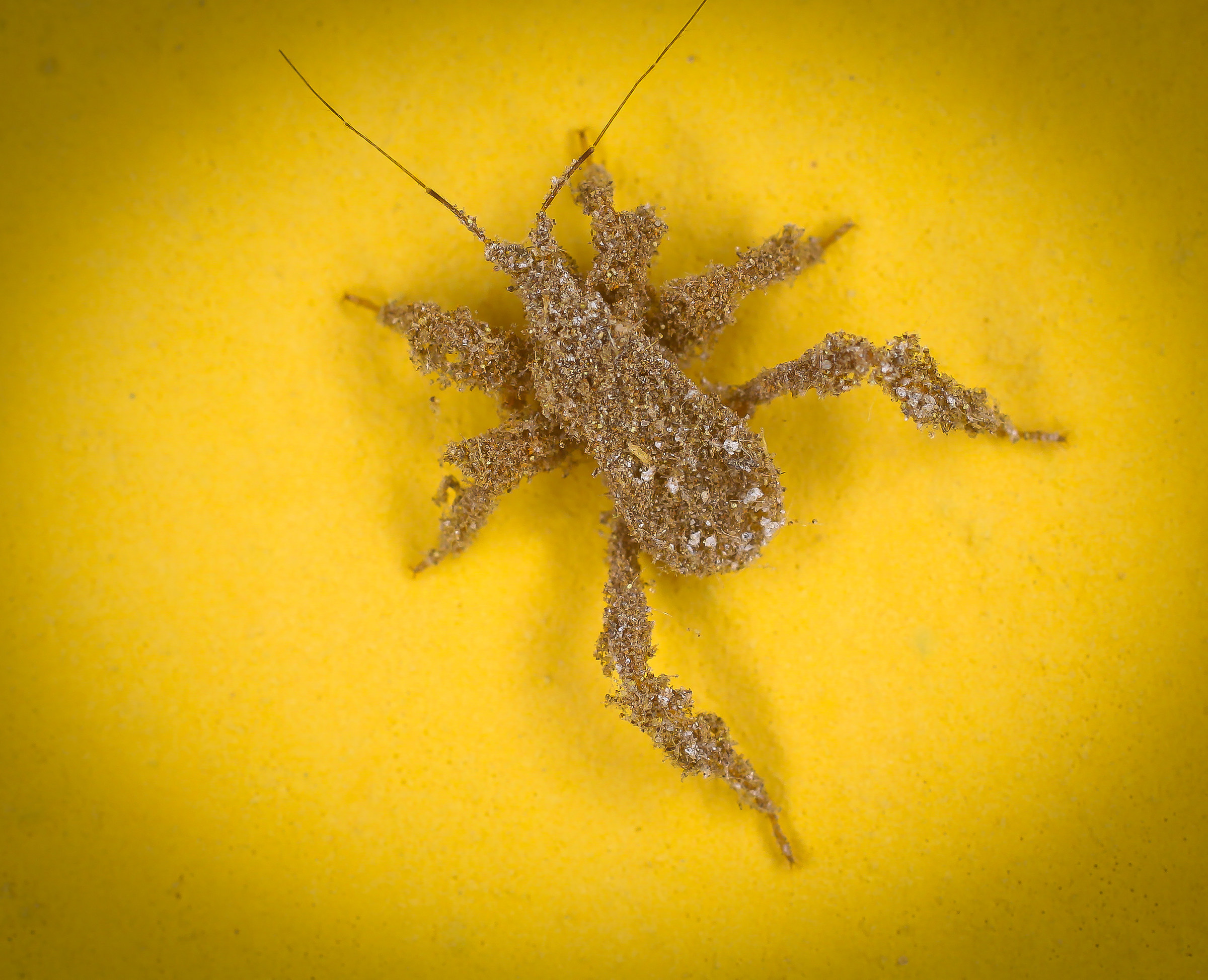 ninfa di Reduvius personatus