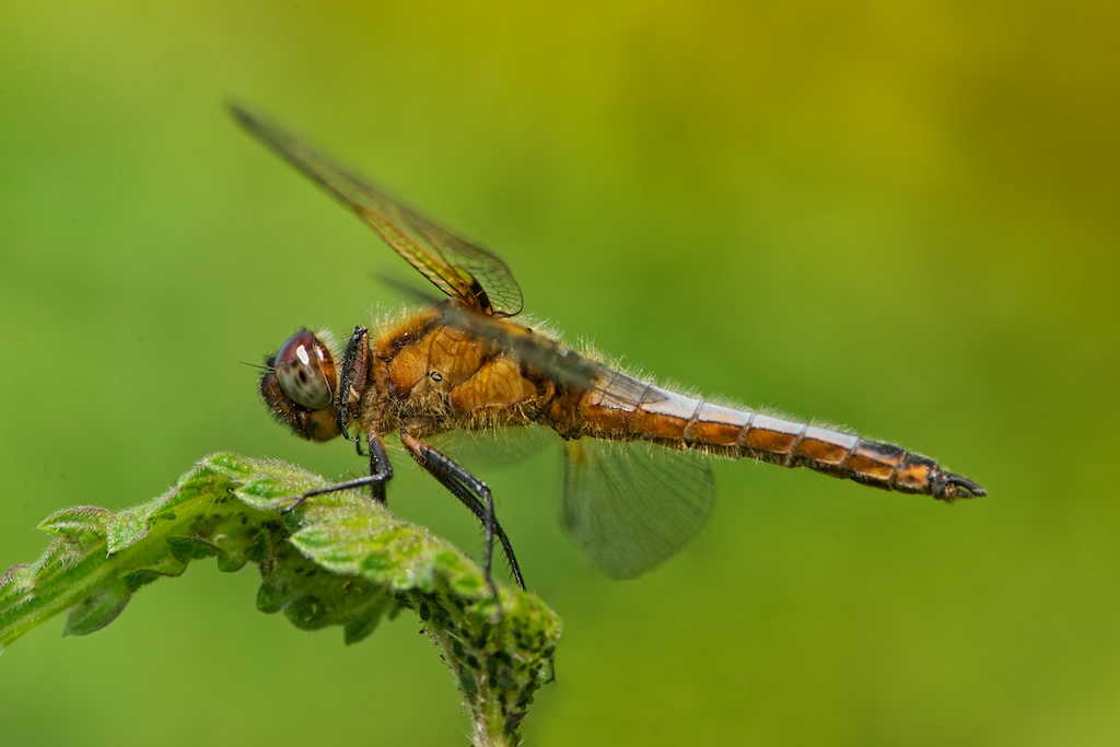 Orthetrum with aphids on nettle