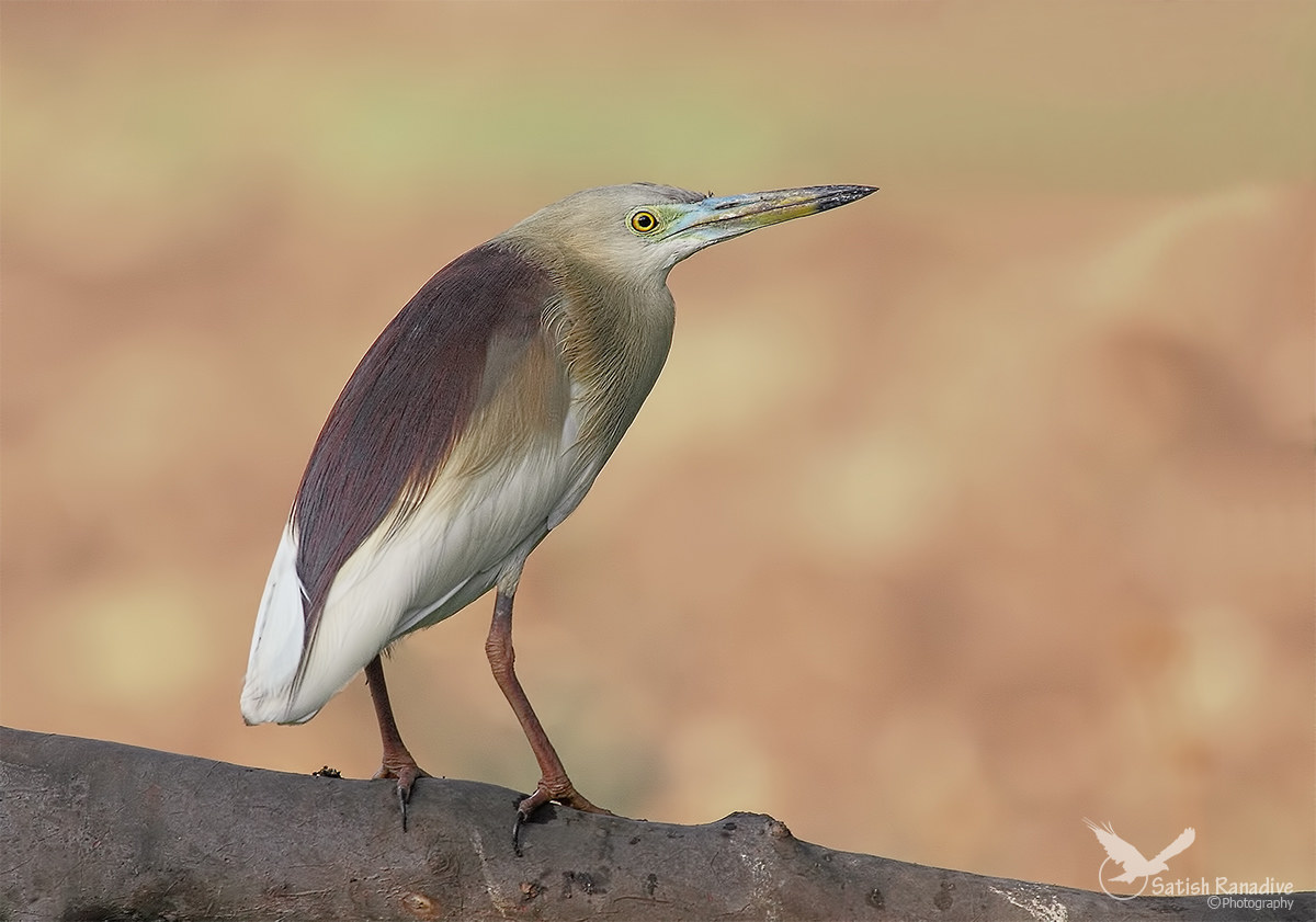 Pond Heron.
