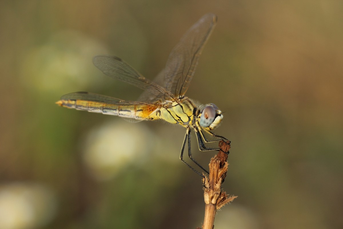 Libellula