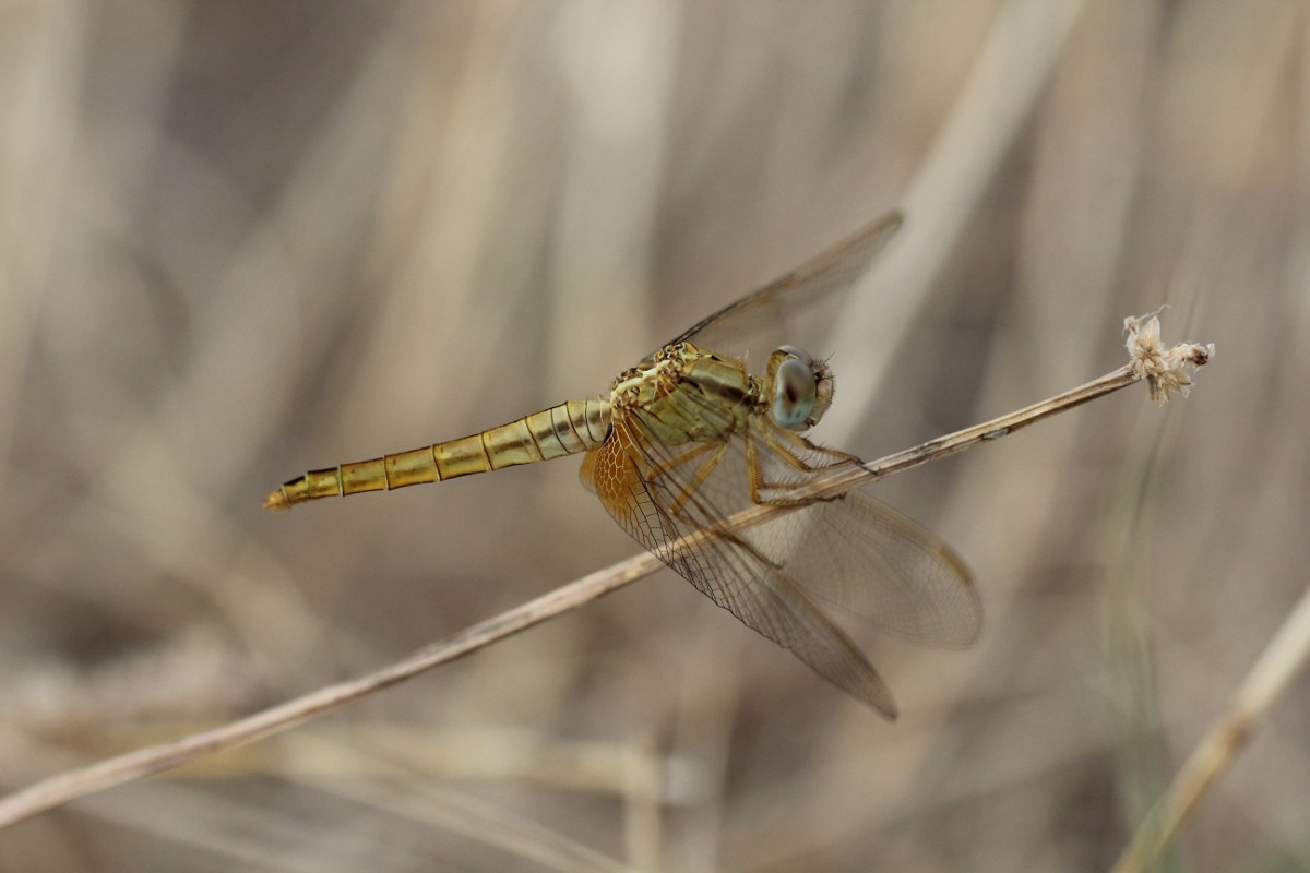 Libellula