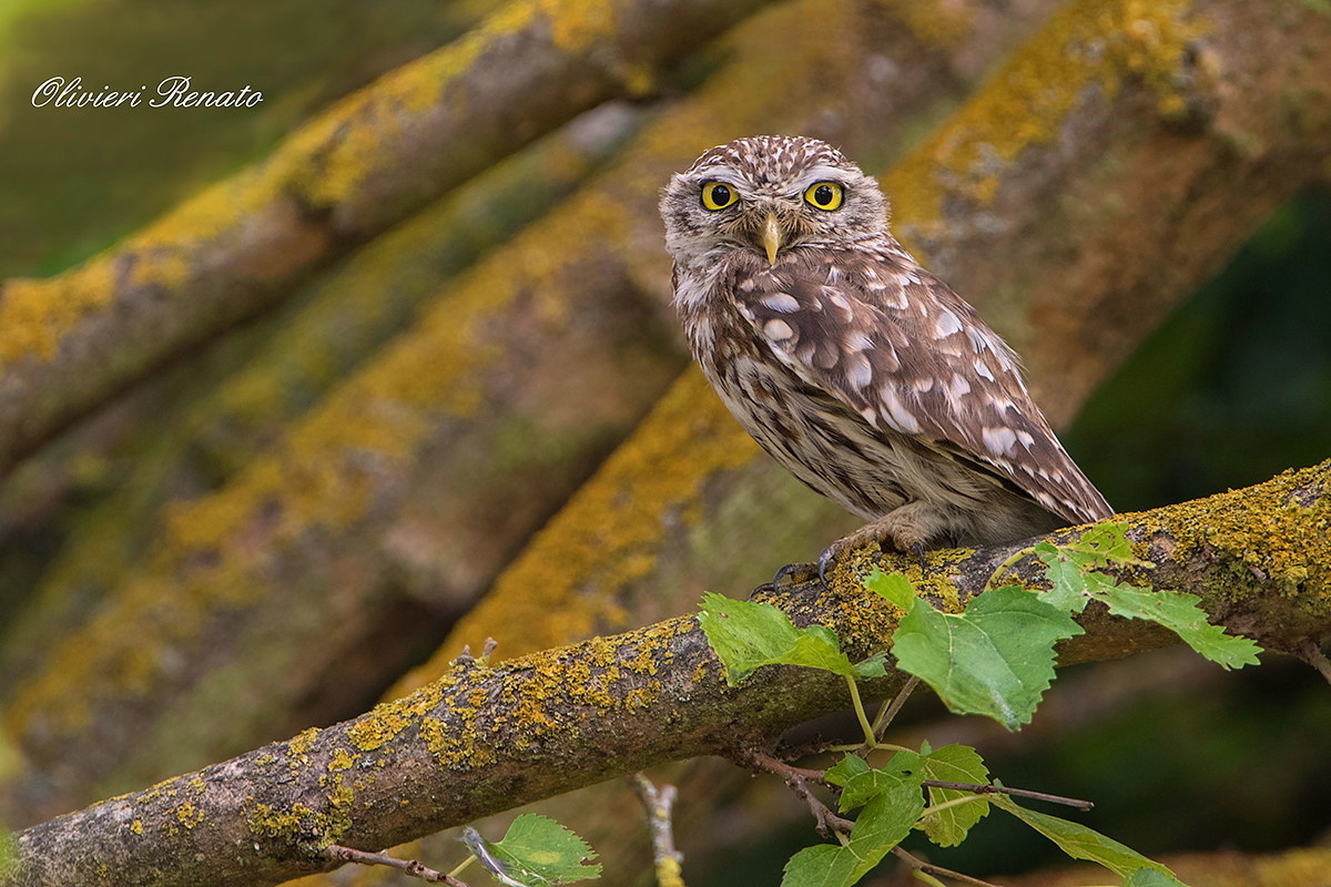 Civetta (Ahene Noctua)