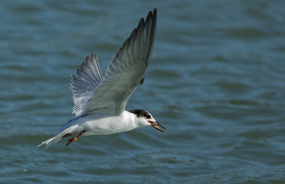 tern with snack