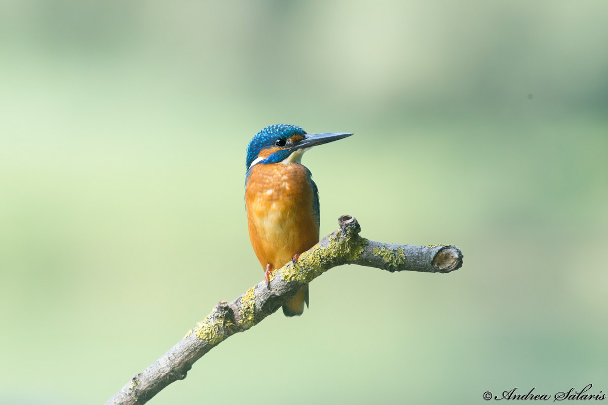 Martin Pescatore (Alcedo Atthis)