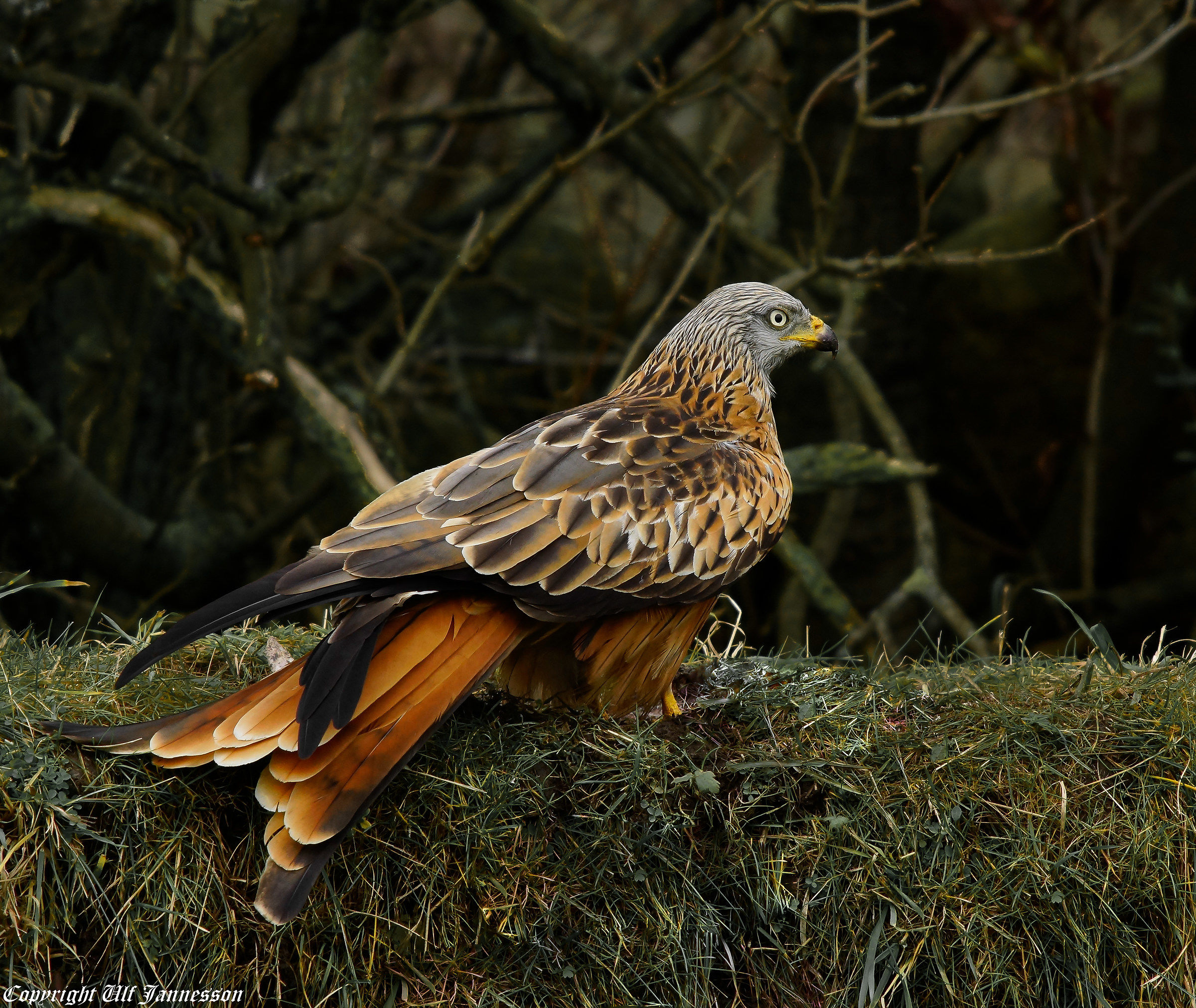 Red kite