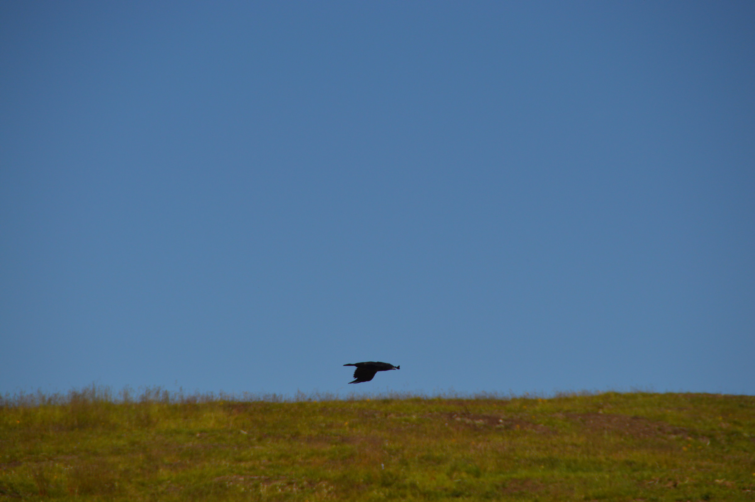 il grande uccello e la farfalla
