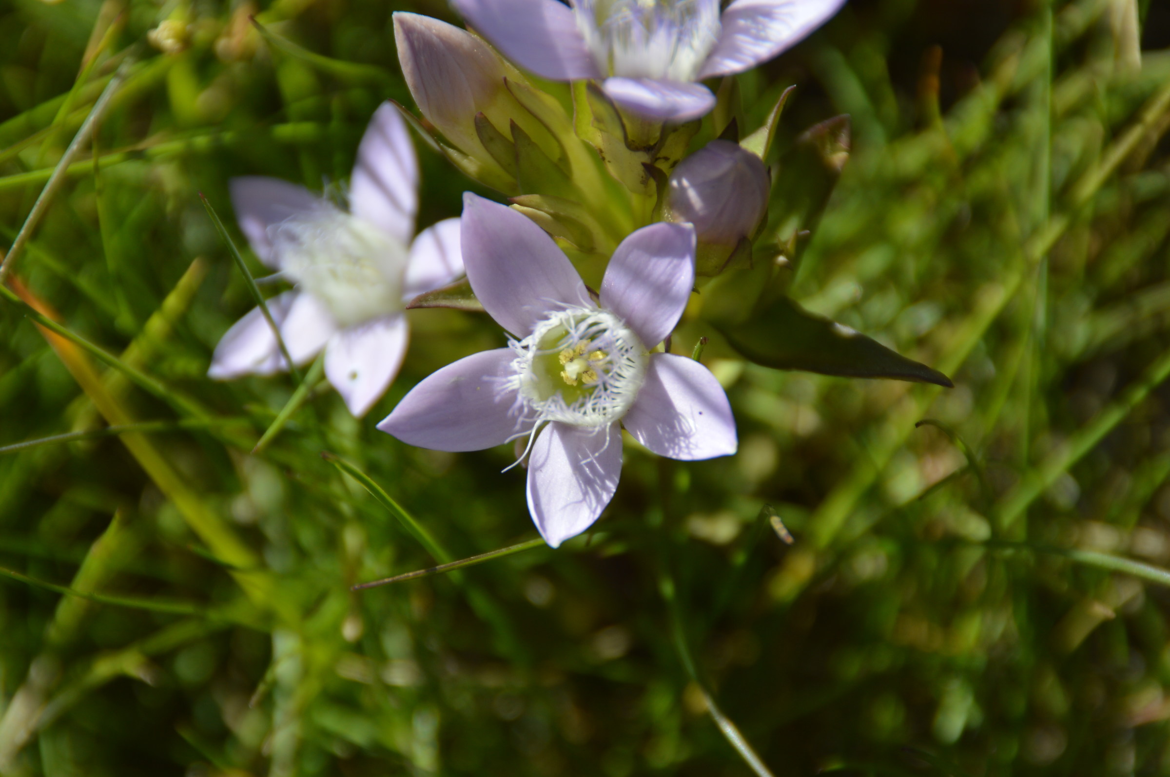 the miracle of nature