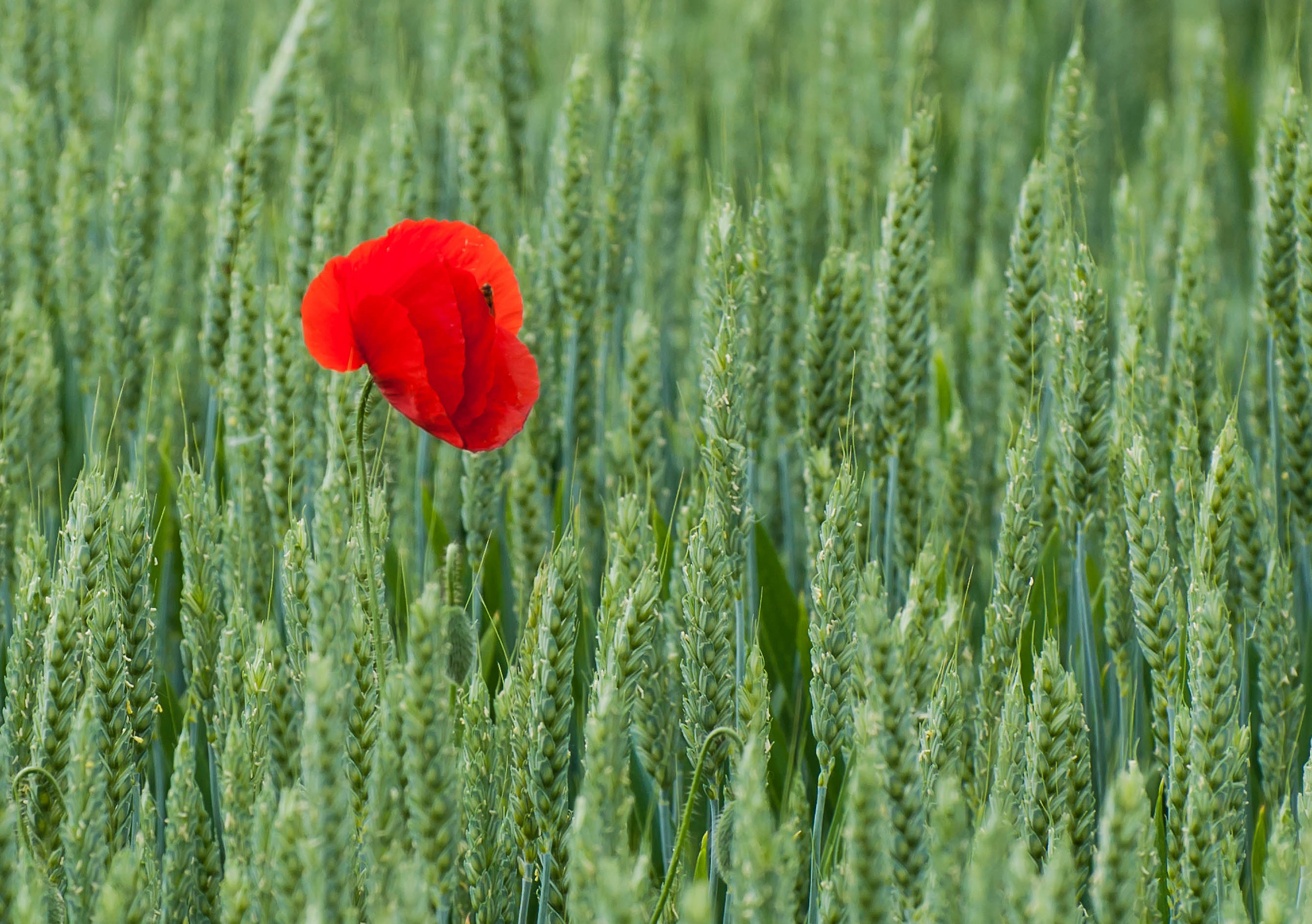 Una macchia di rosso