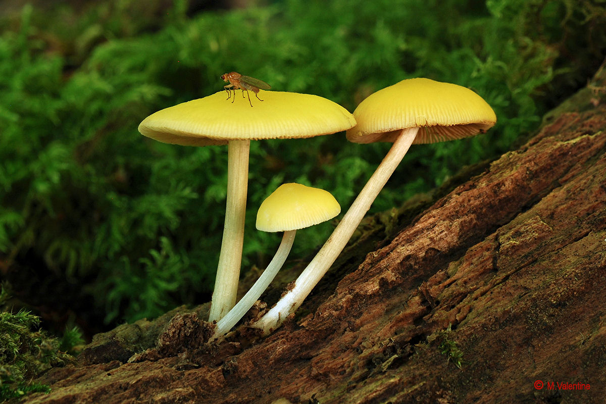 Yellow Shield - Pluteo chrysophaeus