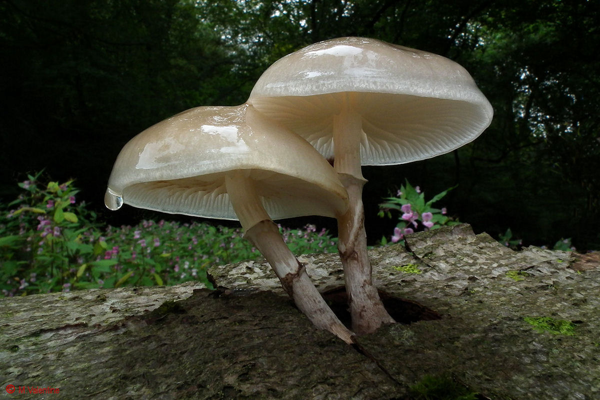 Porcelain Fungus - Oudemansiella mucida