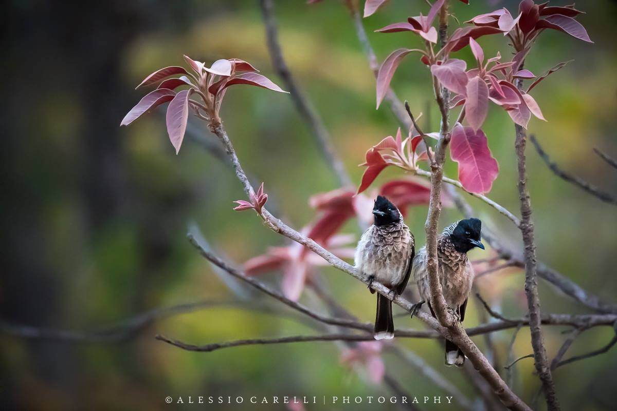 Red-vented Bulbul
