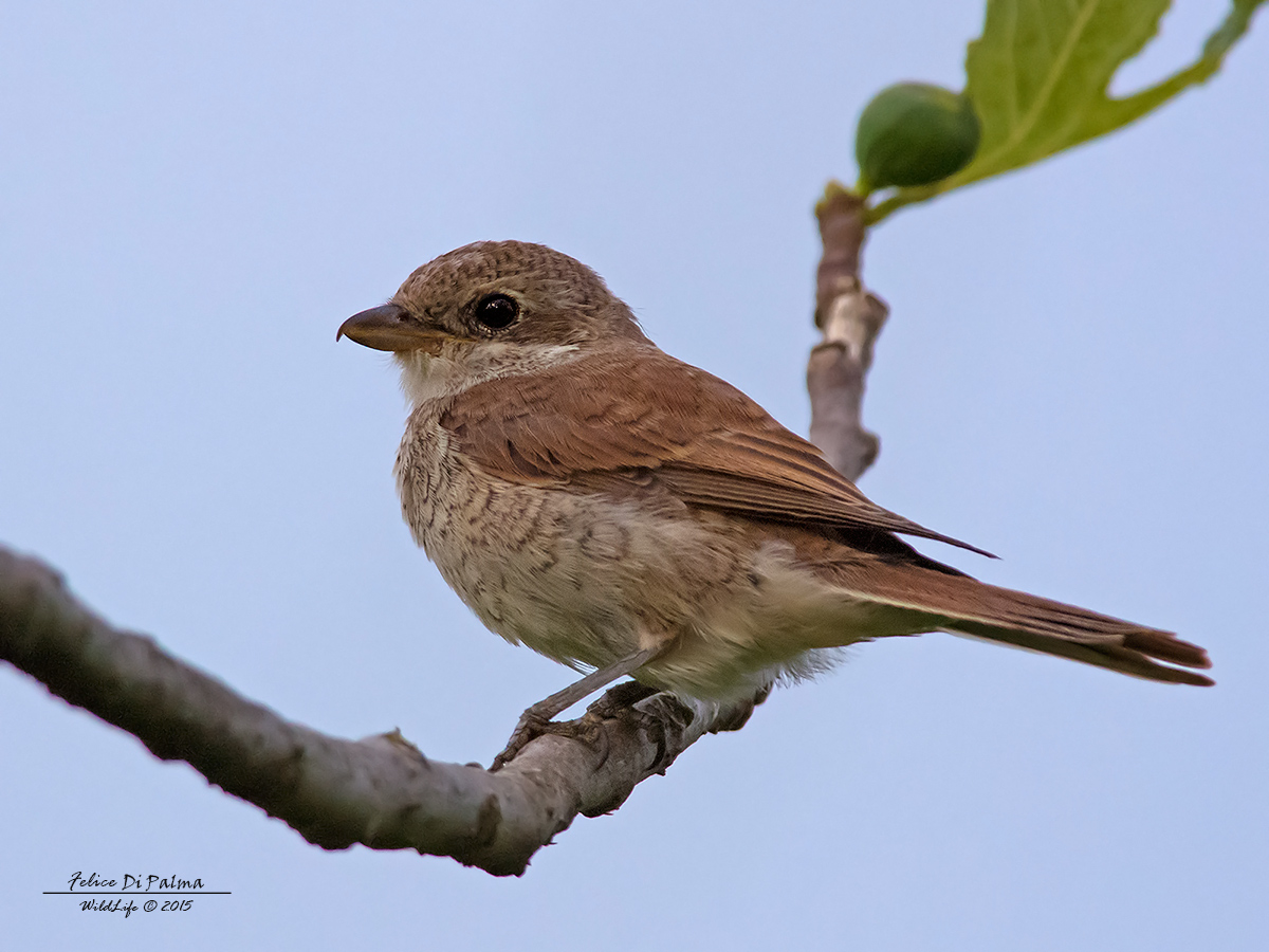 Having her in the evening