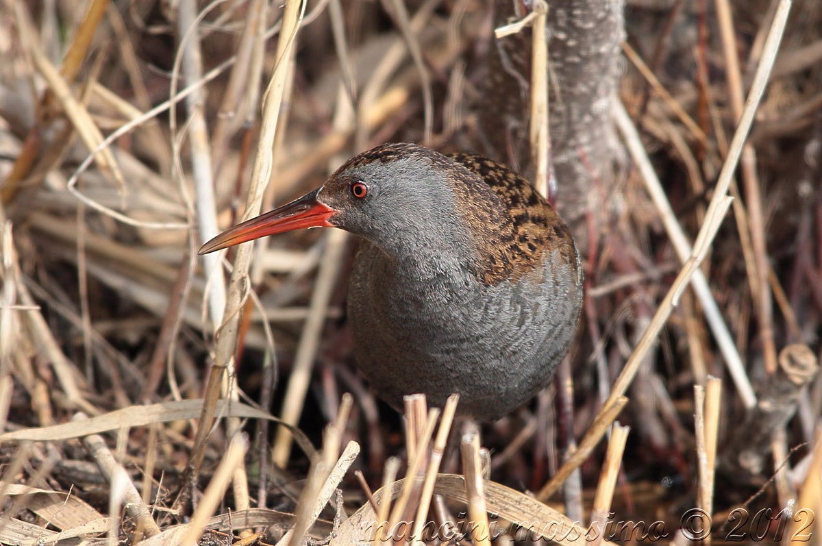 porciglione (Rallus aquaticus)
